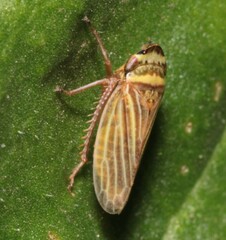 Aphrodes