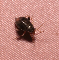 Halticus luteicollis