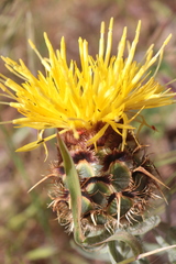 Centaurea acaulis