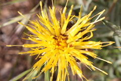 Centaurea acaulis