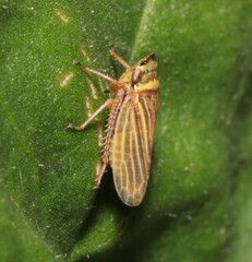 Aphrodes