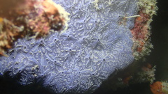Halisarca caerulea