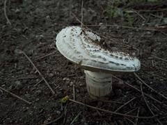 Agaricus
