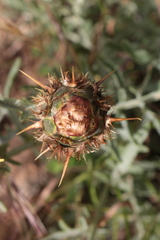 Centaurea acaulis