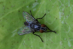 Oestroidea