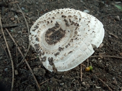 Agaricus