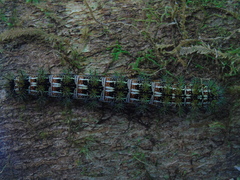 Ormiscodes amphimone