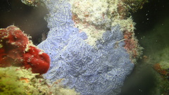 Halisarca caerulea