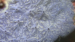 Halisarca caerulea
