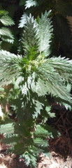 Urtica urens