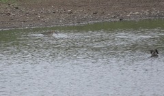 Limosa limosa