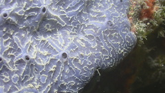 Halisarca caerulea