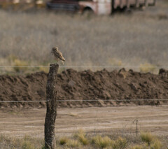 Athene cunicularia