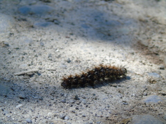 Ormiscodes amphimone