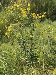 Helianthus giganteus