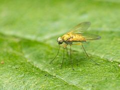Chrysopilus