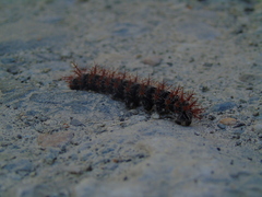 Ormiscodes cinnamomea