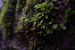 Plagiochila