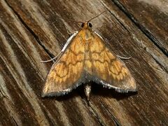 Ecpyrrhorrhoe rubiginalis