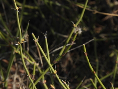 Ephedra