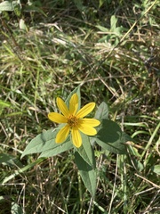 Helianthus strumosus