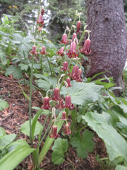 Anticlea occidentalis