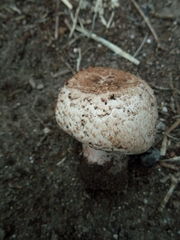 Agaricus