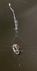 Micrathena mitrata