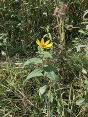 Helianthus strumosus