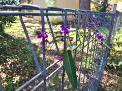 Hardenbergia violacea