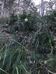 Xanthorrhoea macronema