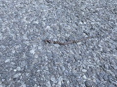 Lampropeltis triangulum