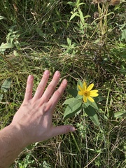 Helianthus strumosus