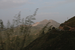 Ampelodesmos mauritanicus