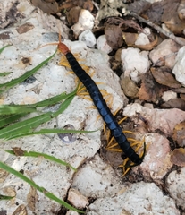 Scolopendra heros