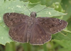 Erynnis