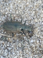 Ellipsoptera marginata