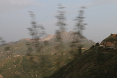 Ampelodesmos mauritanicus