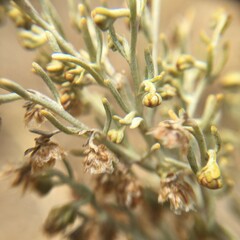 Artemisia californica