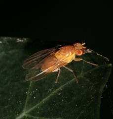 Lauxaniidae