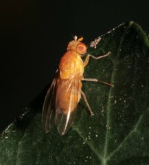 Lauxaniidae