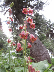 Anticlea occidentalis