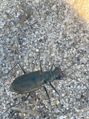 Ellipsoptera marginata