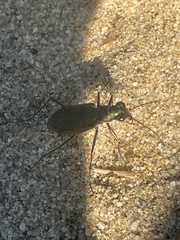 Ellipsoptera marginata