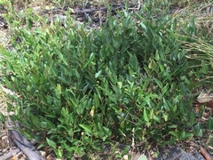 Hardenbergia violacea