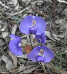 Swainsona procumbens