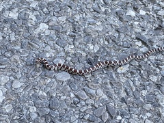 Lampropeltis triangulum