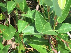 Hardenbergia violacea