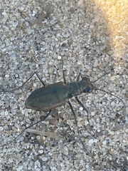 Ellipsoptera marginata
