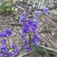 Swainsona procumbens